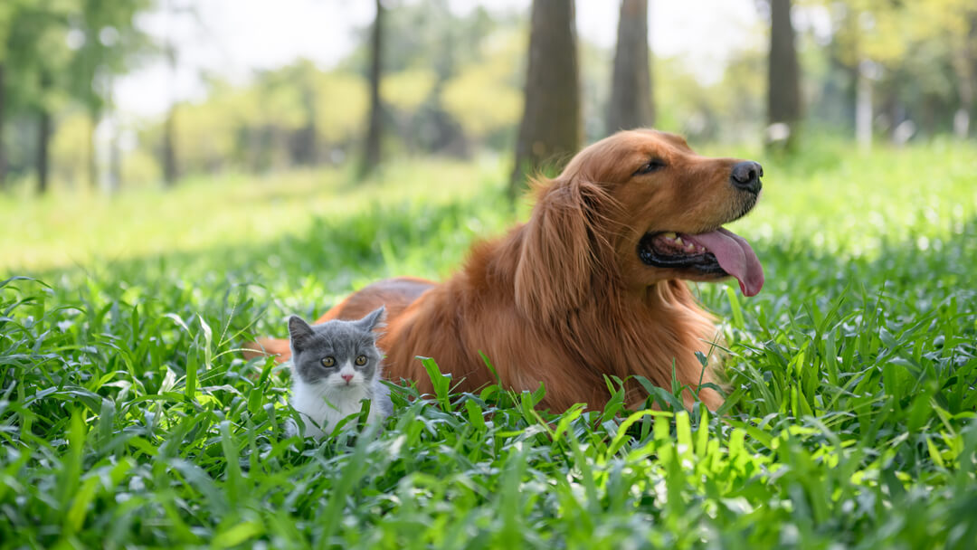Gatito pequeño sentado con un perro en la hierba