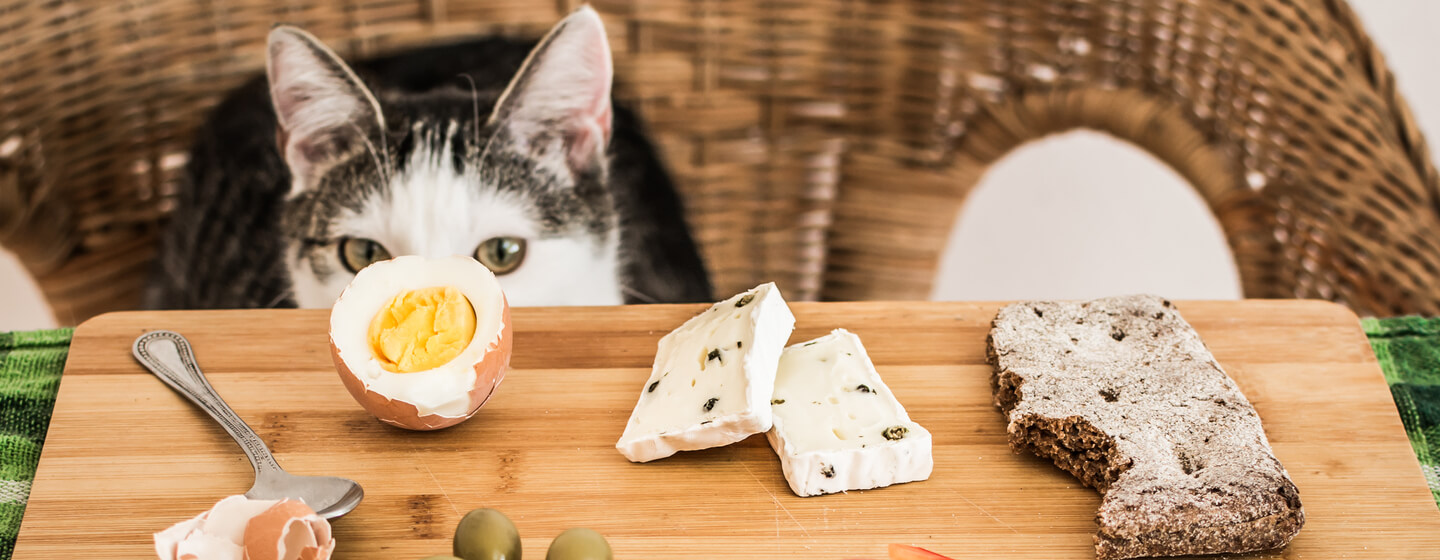 10 consejos para organizar tu tiempo y escribir un recetario de cocina - el  gato goloso