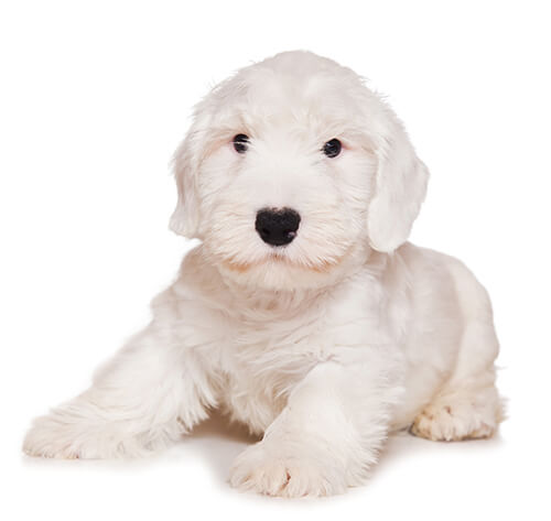 que problemas de salud tiene el sealyham terrier