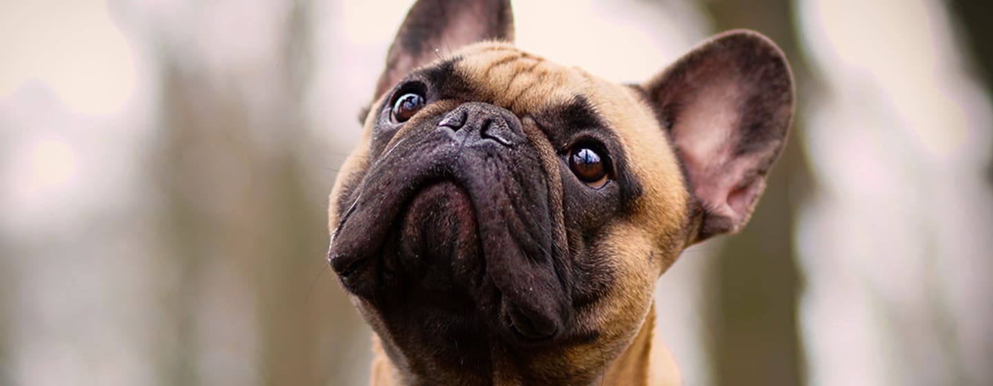 Bulldog Francés - Razas de Perros en Connect my Dog