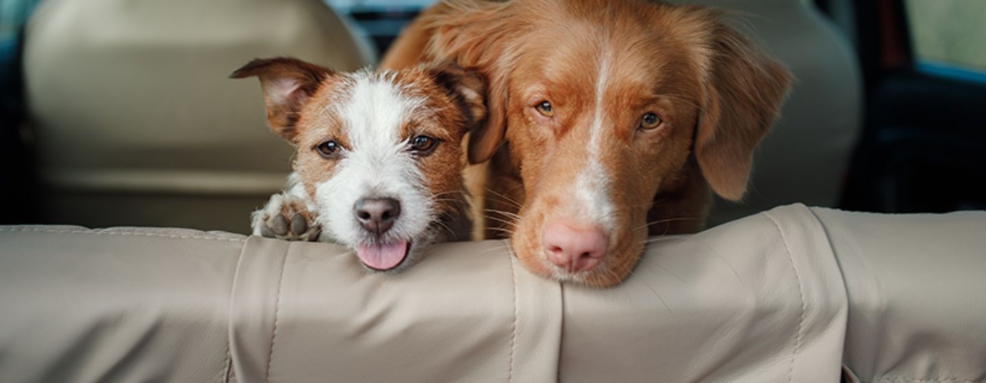 Cubre asientos de coche para perros, Universal