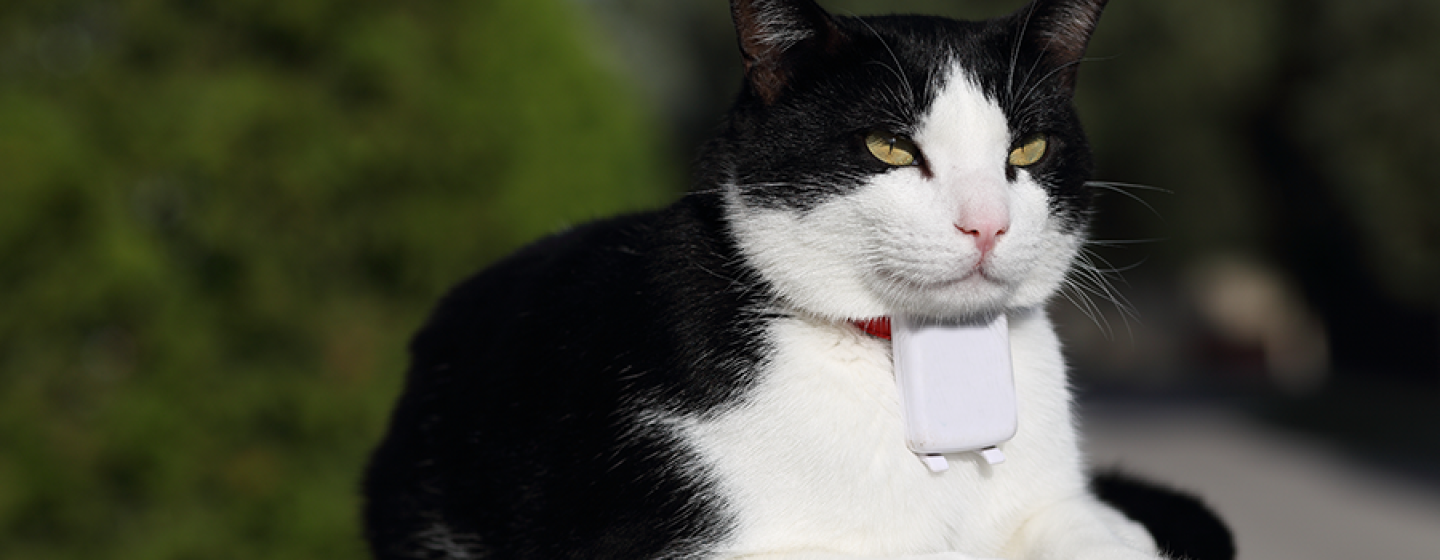 Los mejores collares con GPS para gatos ·