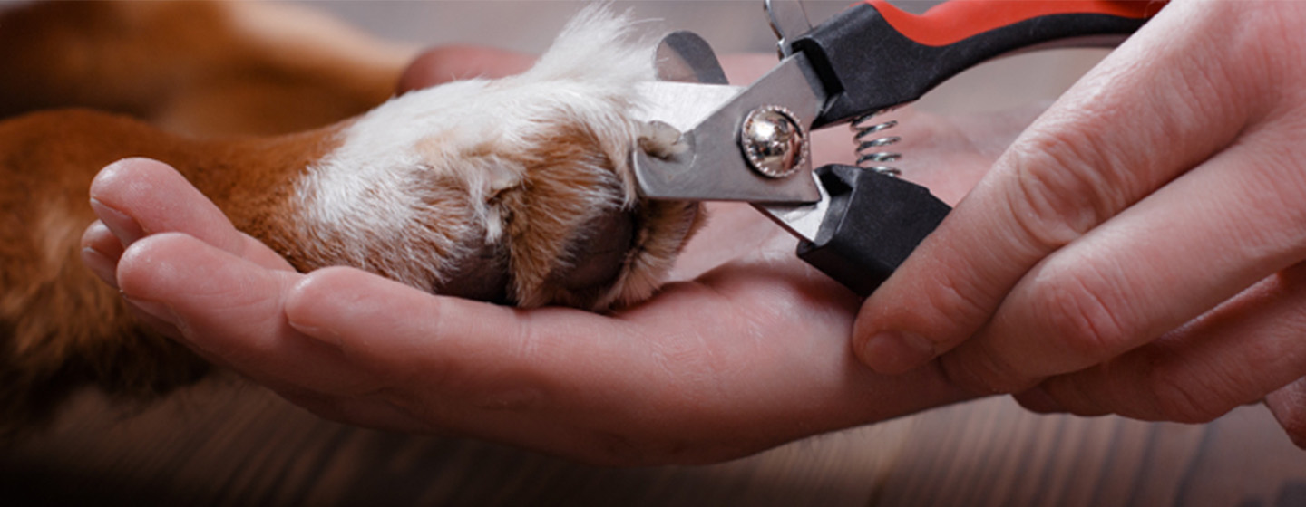 Cómo cortar el pelo de las patas a un perro?: las claves