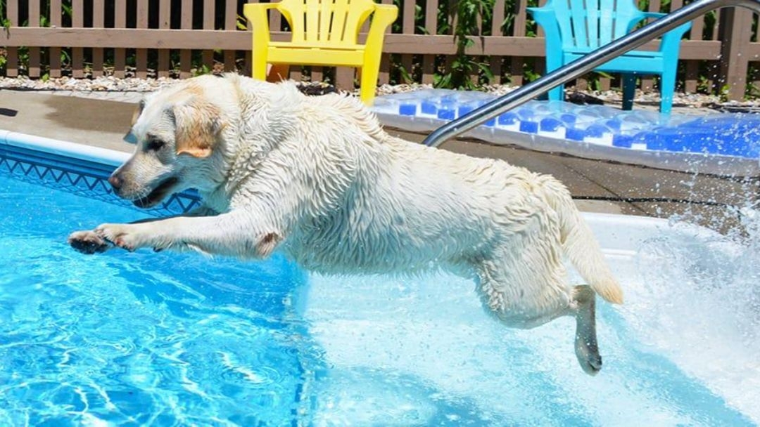 Cómo hacer una piscina casera para perros- Paso a paso