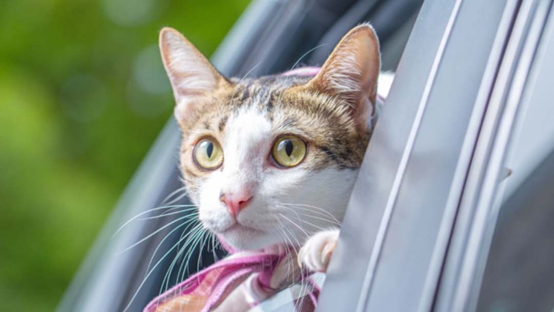 Consejos de viajar con gato en coche