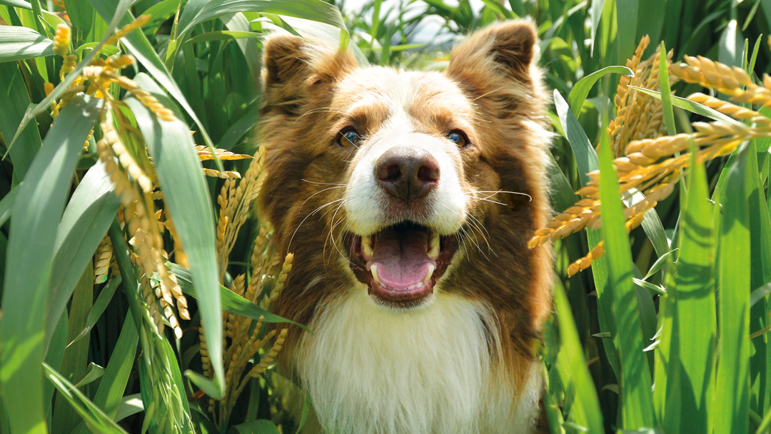 El pienso orgánico o BIO para perros: conoce sus beneficios