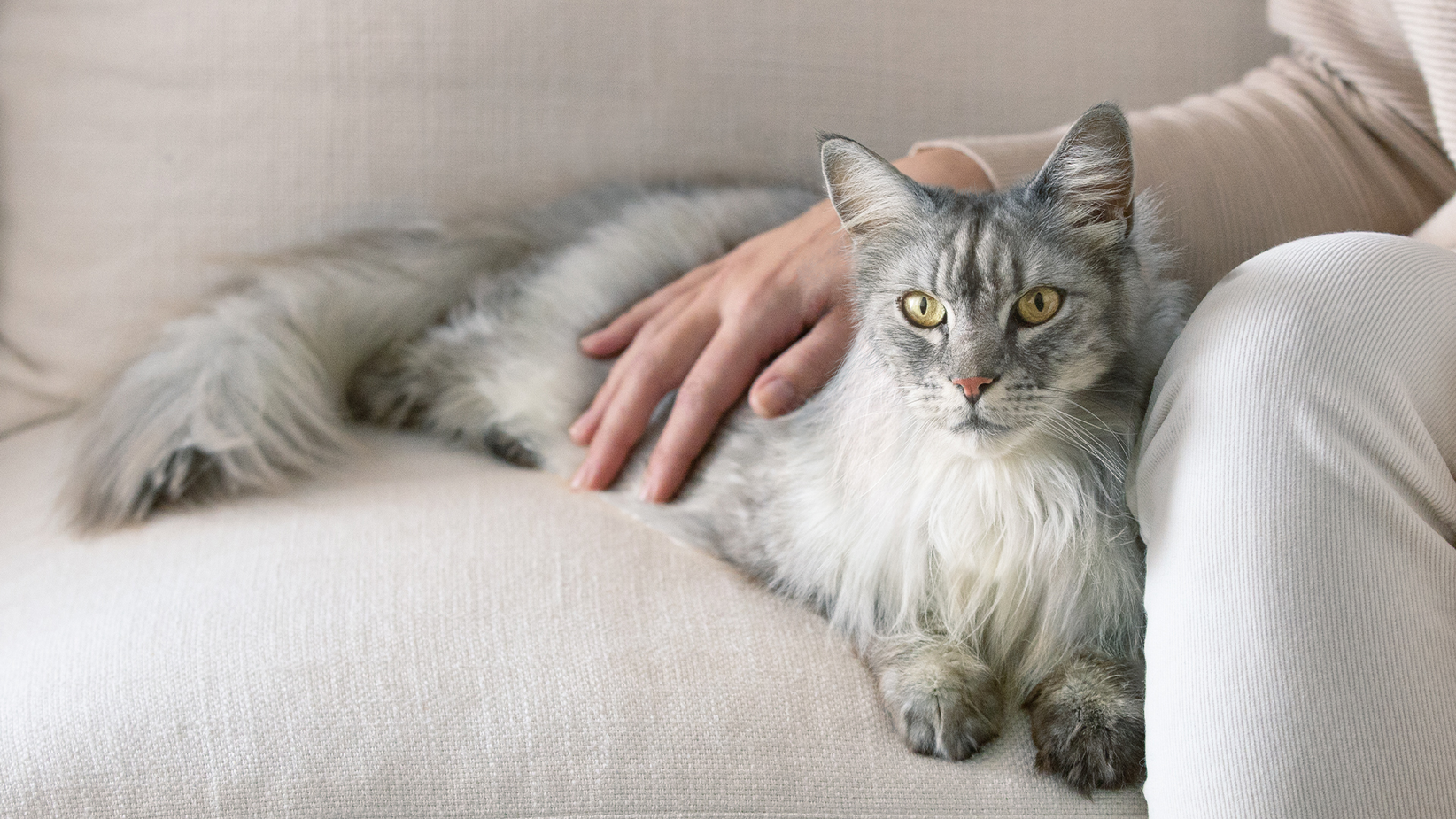 Un gato gris de pelo largo acostado en un sofá con la mano de su dueño en su espalda
