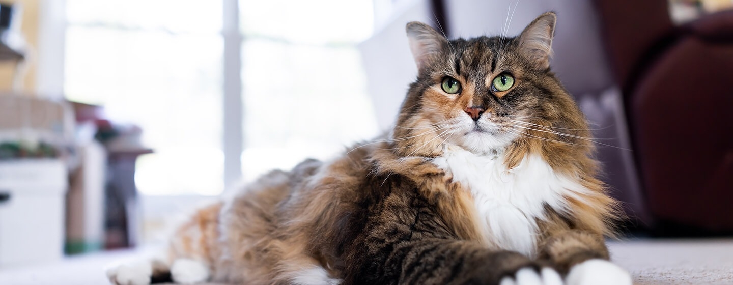 22 curiosidades de los gatos que deberías conocer