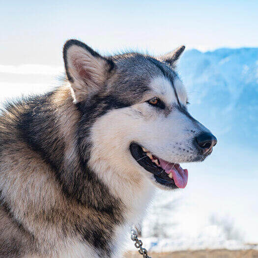 son los malamutes de alaska perros grandes