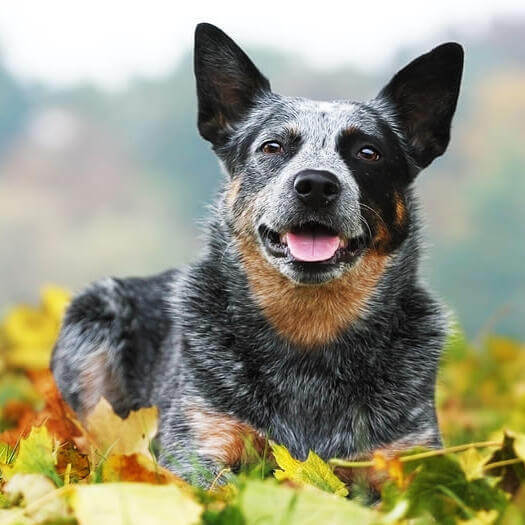 los blue heelers son buenos con otros perros