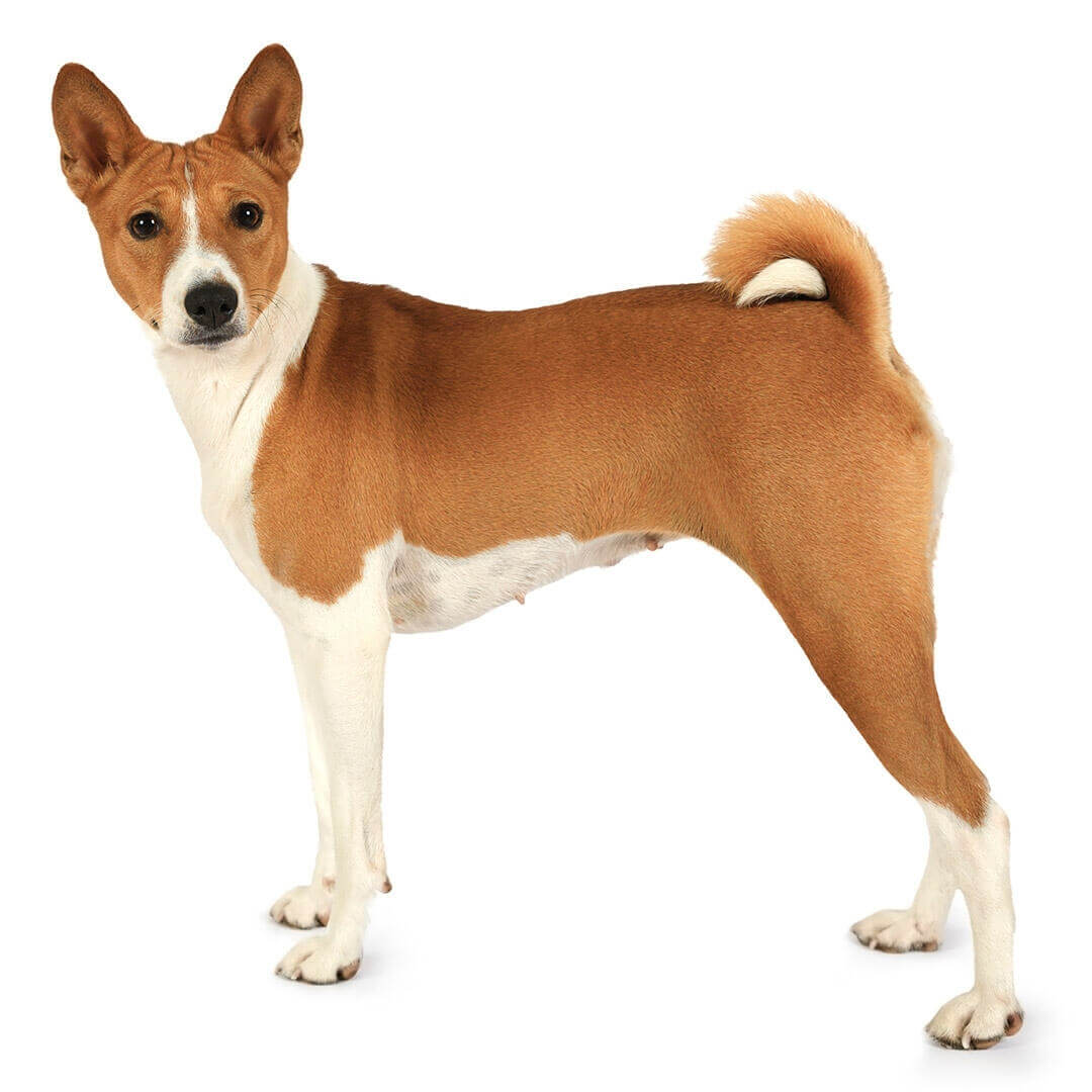 que sonido hace un perro basenji