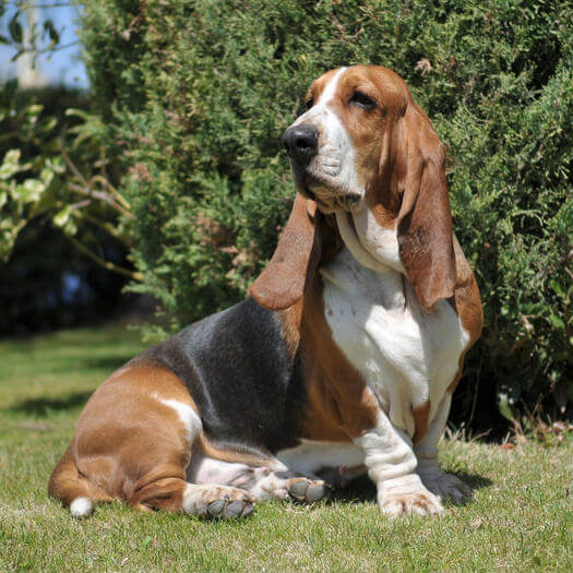 cuanto cuestan los cachorros basset hound