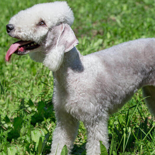 bedlington terrier tiene alergias