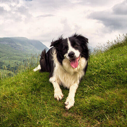 son border collies perros grandes