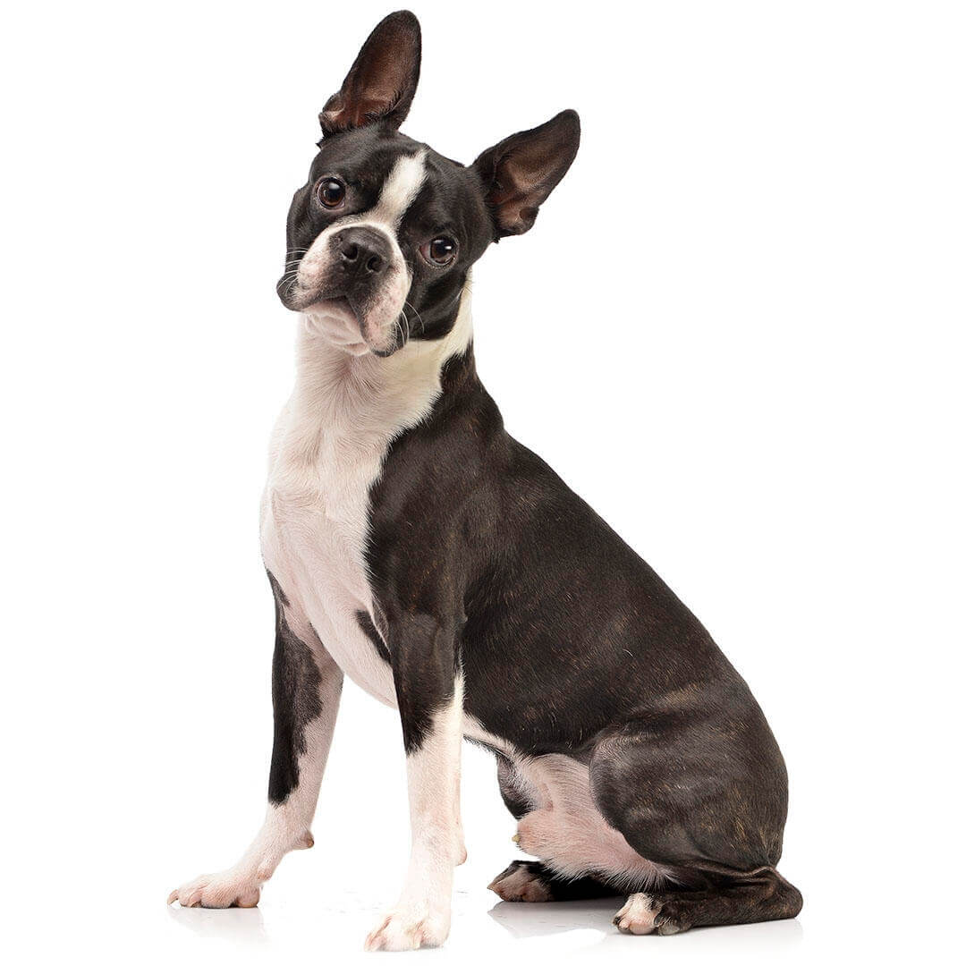 de que esta hecho un boston terrier