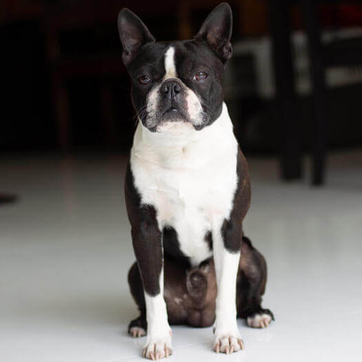 de que esta hecho un boston terrier