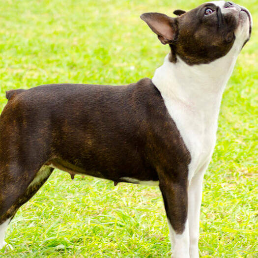 es normal que los boston terrier tengan los ojos rojos