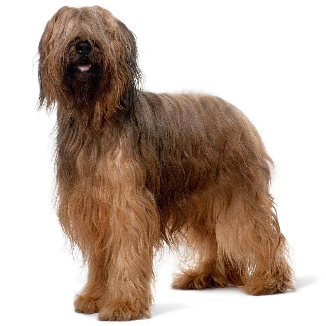 es un briard una buena mascota