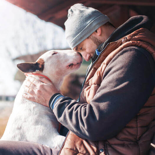 Bull terrier feminino sales 2019