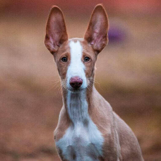 el sabueso ibicenco se hace grande