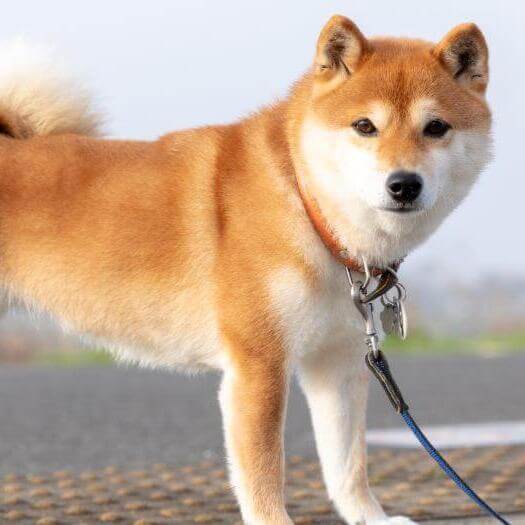 el perro akita japones es una raza peligrosa