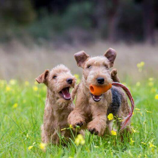 los lakeland terriers son buenos con los gatos