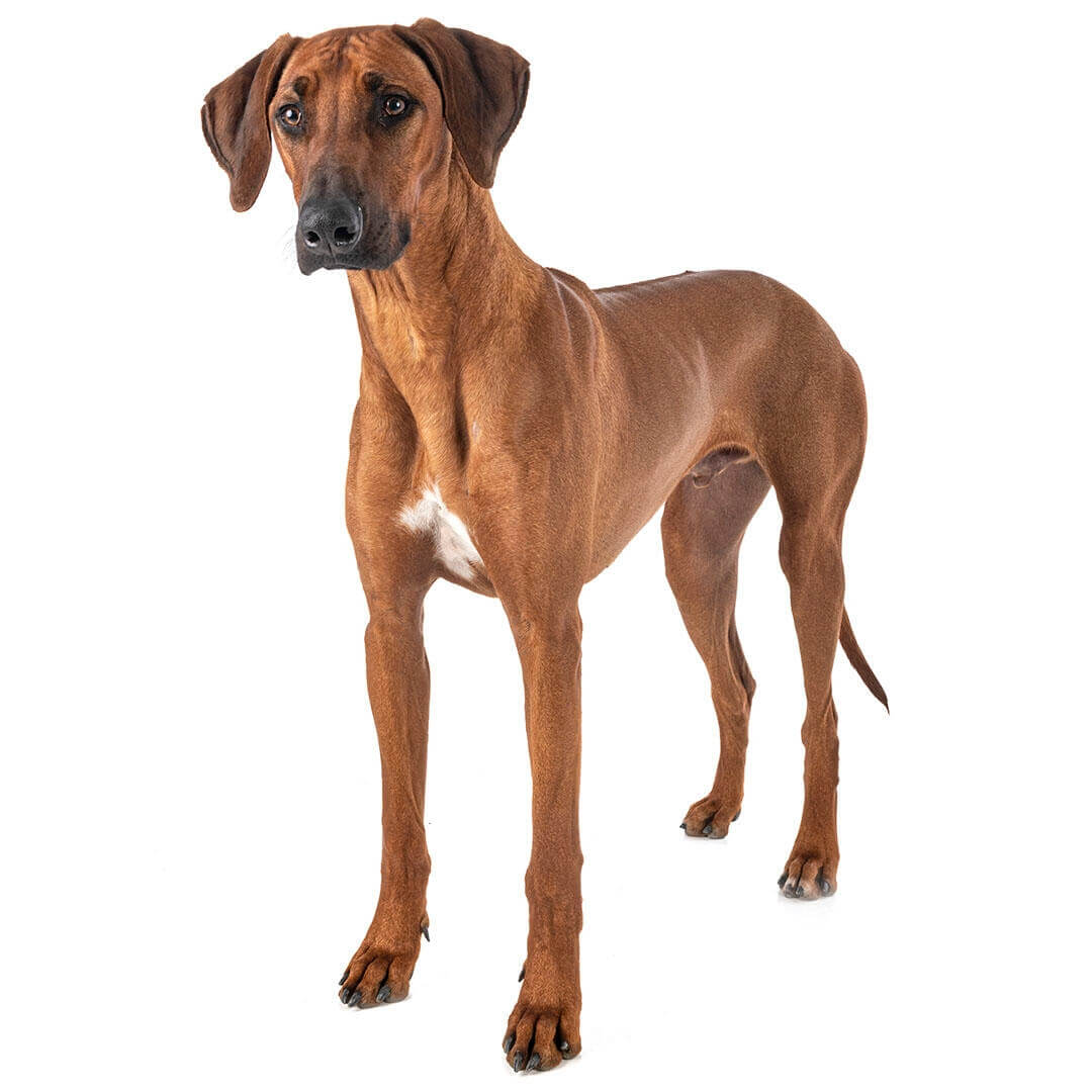 son buenos perros de familia rhodesian ridgeback