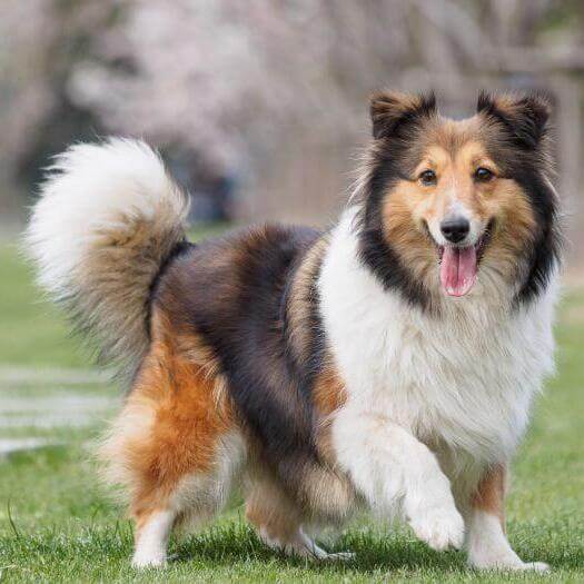 son buenos los perros pastores sheltie con los gatos