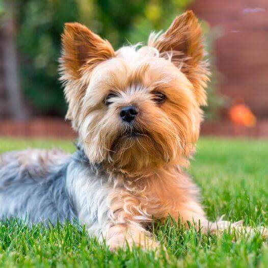 Informaci n sobre la raza de perro Yorkshire Terrier Purina