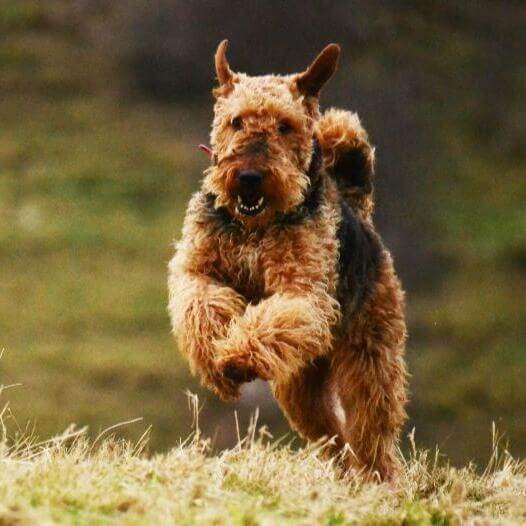 cuantos abrigos tiene un airedale terrier