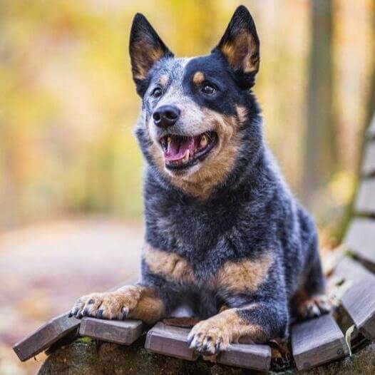 Raza 2024 blue heeler