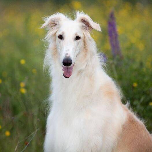 Raza borzoi sale