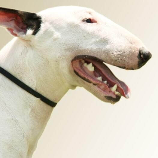 Bull terrier hot sale veneza feminino