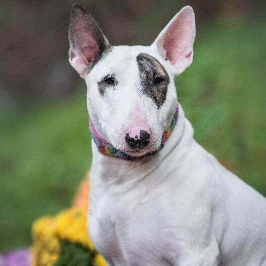 Bull terrier cheap cano curto