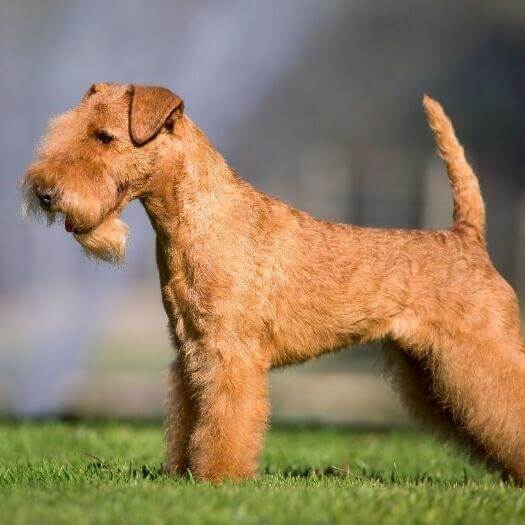 los lakeland terriers son buenos con los gatos