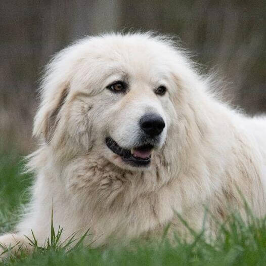 como son los perros de los pirineos