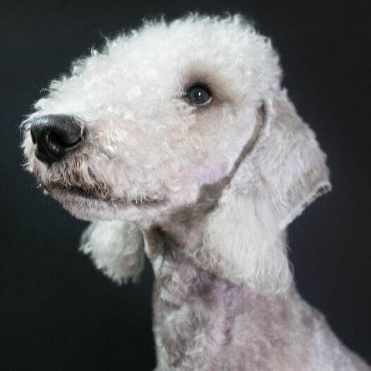 Raza cheap bedlington terrier