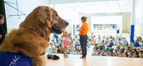 Perro de educación asistida en una escuela