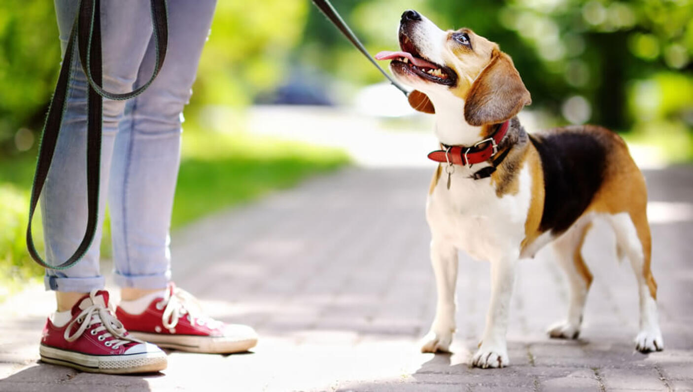 Beagle con una correa mirando a la dueña en un parque