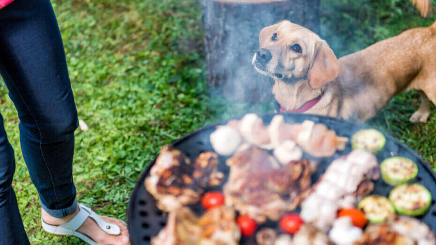 Perro mirando a su dueño mientras están preparando la carne cocinada
