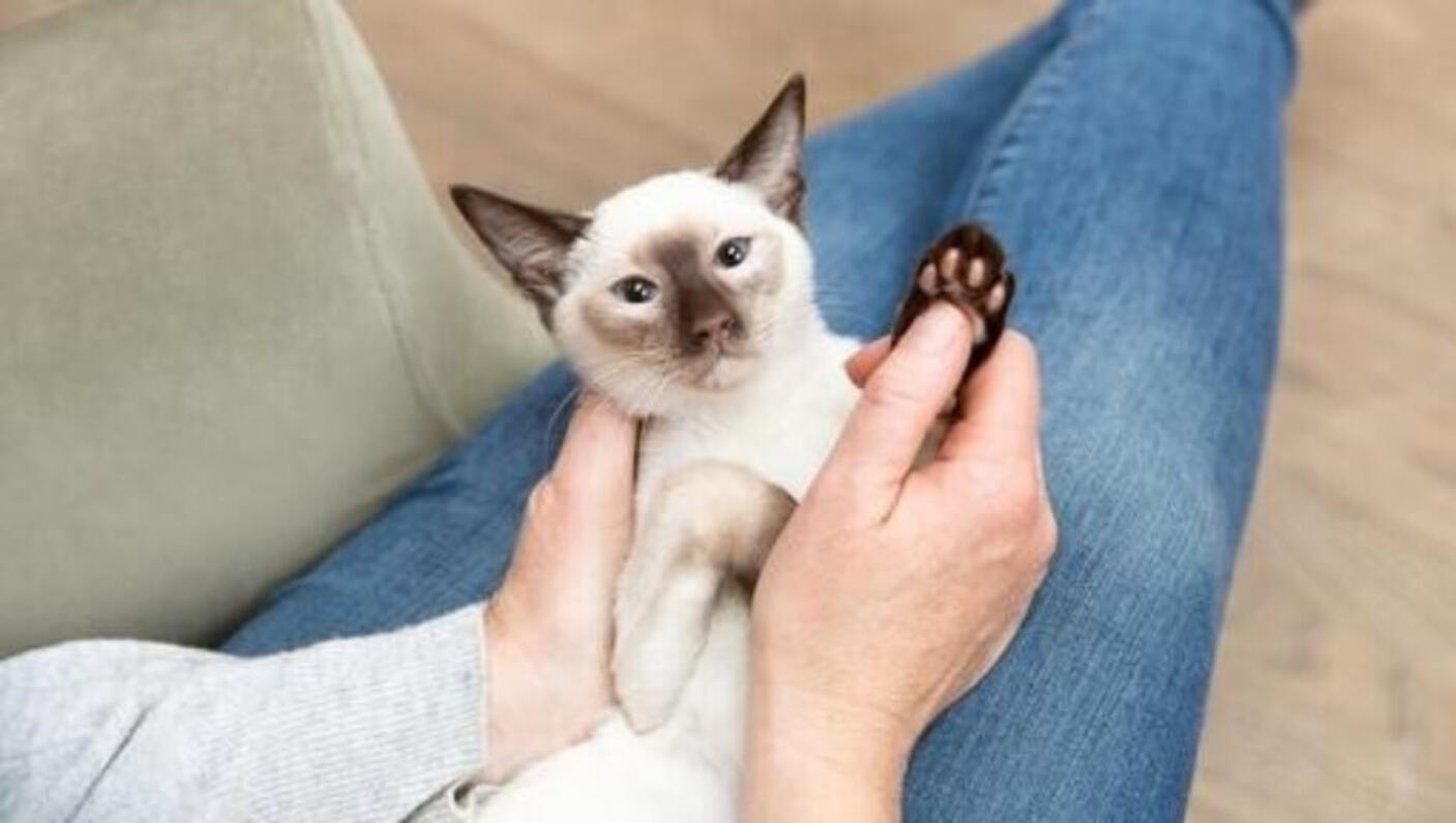 gato en el regazo de los propietarios mostrando la pata