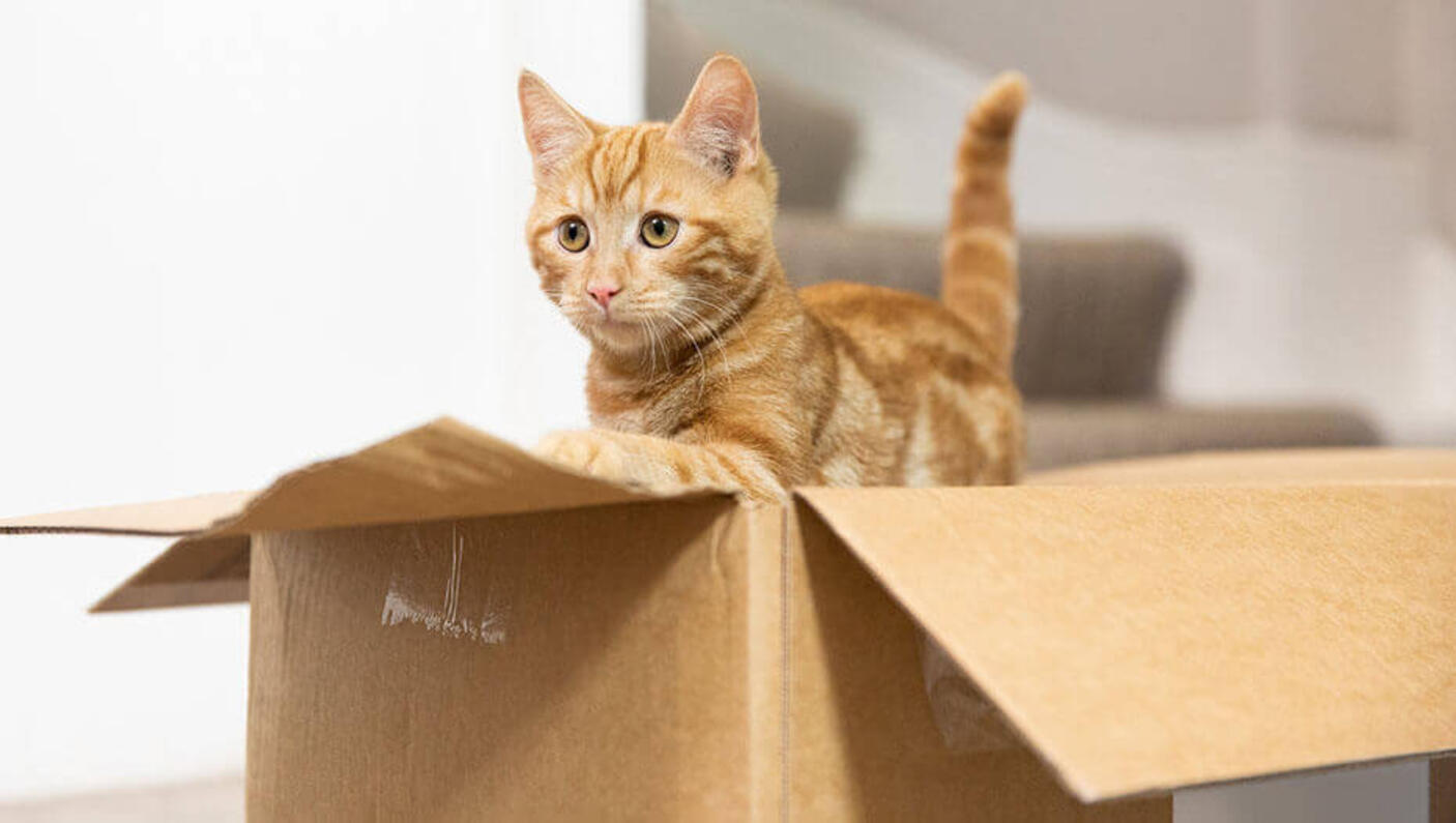 gatito jengibre jugando en una caja