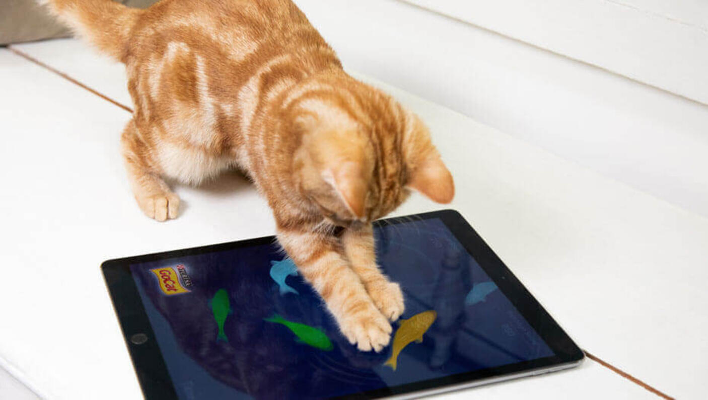 ginger cat jugando con un juego de ipad