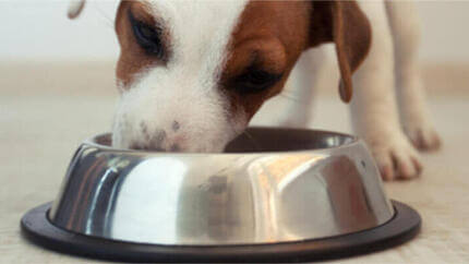  Alimentación para perros de razas pequeñas