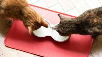 Alimentación para gatos adultos