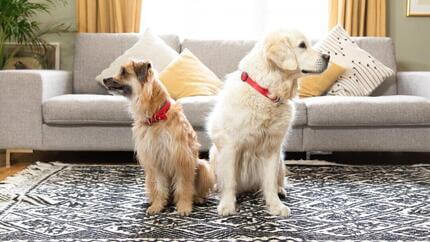 Dos perros dorados sentados uno al lado del otro, mirando en direcciones opuestas.