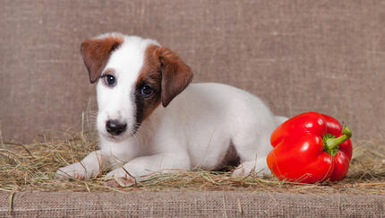 ¿Pueden comer pimientos los perros?