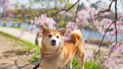 Los 90 nombres japoneses para perro más populares