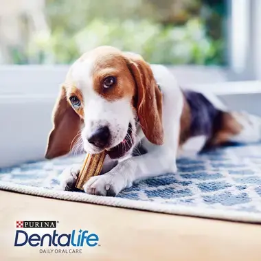 PURINA® DENTALIFE® snacks para perros pequeños Momento de consumo