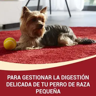 PURINA® ONE® Mini Perro Digestión delicada seco Salmón y Arroz Beneficios